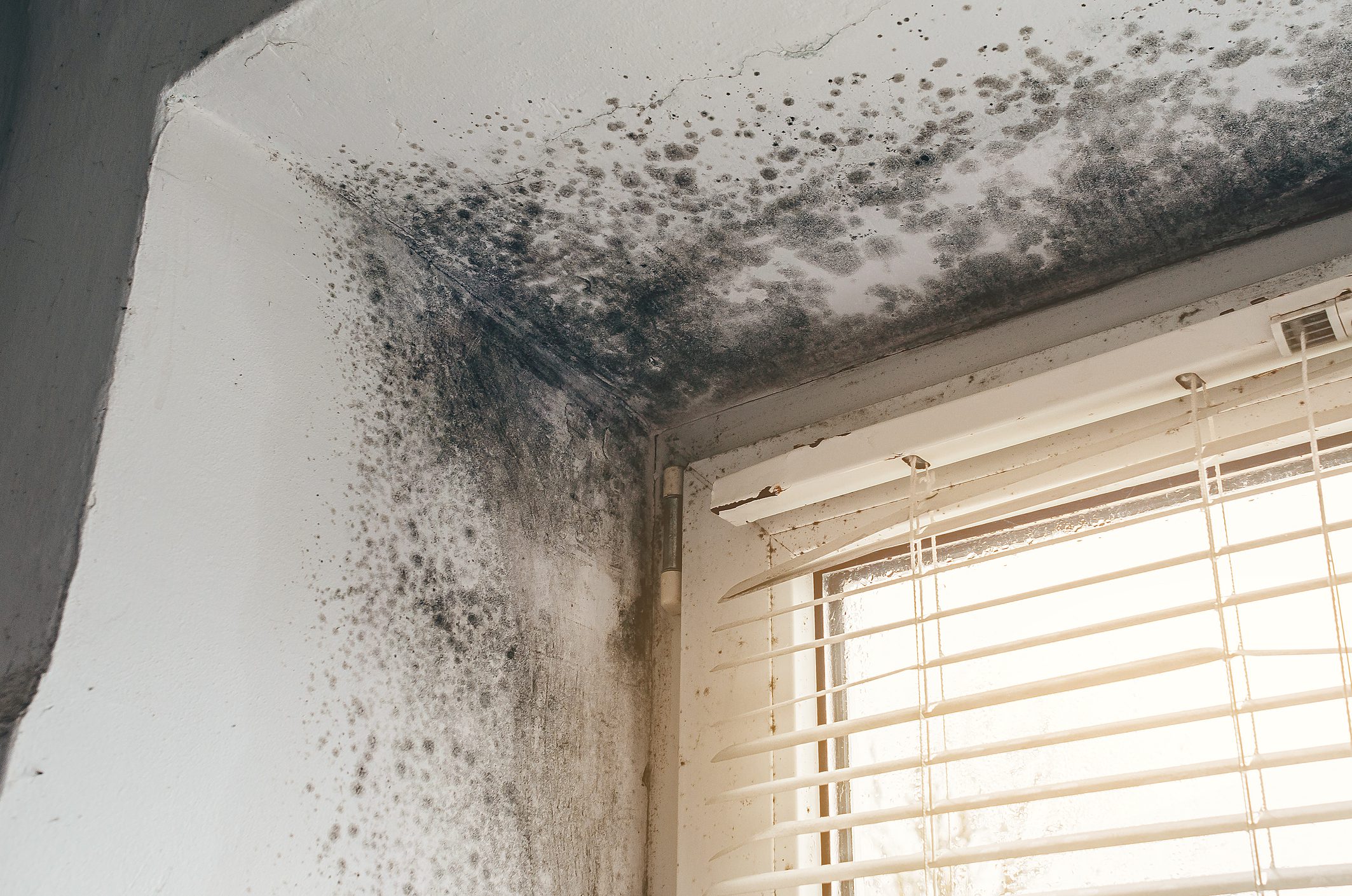 Black mold growth on walls and ceiling near window with blinds
